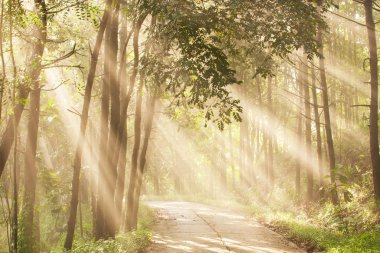 Sisli ormandaki beton yol, parlak sisli ağaçların dallarında parlayan büyülü gündoğumu..