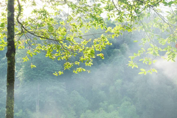 Spokojny Poranny Krajobraz Górach Wschód Słońca Świeci Gałęziach Tropikalnego Drzewa — Zdjęcie stockowe