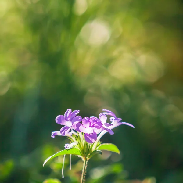 Foco Suave Flores Cor Orquídea Estão Flor Florescendo Flores Silvestres — Fotografia de Stock