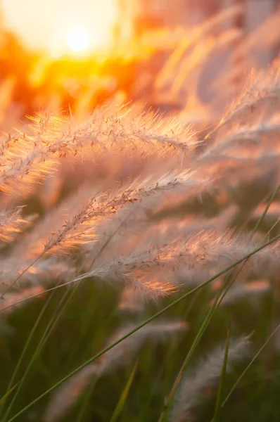 Malerische Grasblumen Bei Sonnenuntergang Glühende Sonne Die Hinter Cogon Grasblumen — Stockfoto