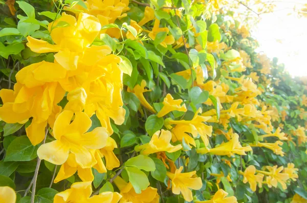 Flores Sino Amarelo Florescendo Cerca Moderna Verão Ensolarado Colorido Sino — Fotografia de Stock