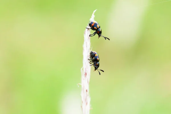 Closeup Shot Some Unknown Couple Insects Perching Cogon Grass Flower — Stock Photo, Image
