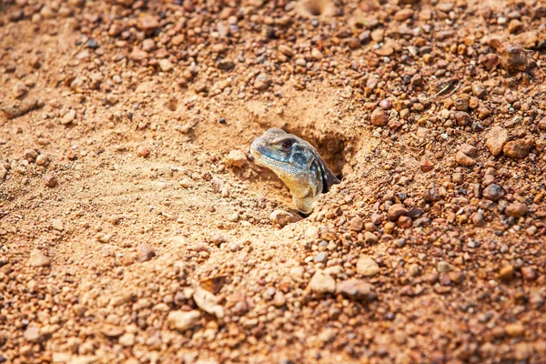 Gros Plan Lézard Papillon Commun Émergent Terrier Sur Terrain Terre — Photo