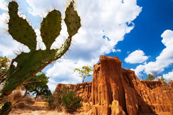 Landscape of a desert cactus with steeply sedimentary red sand in the backgrounds, art shape of large cactus plant foreground, fantastic clouds on sunny summer. Environment concept.