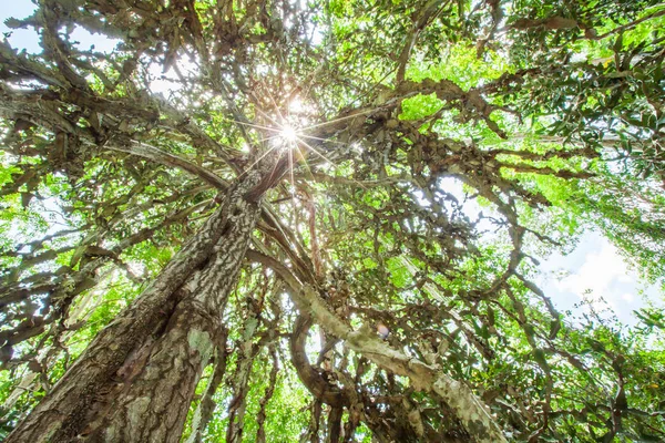 Магічне Старе Кактусове Дерево Вічнозелених Первісних Лісах Вид Кут Від — стокове фото