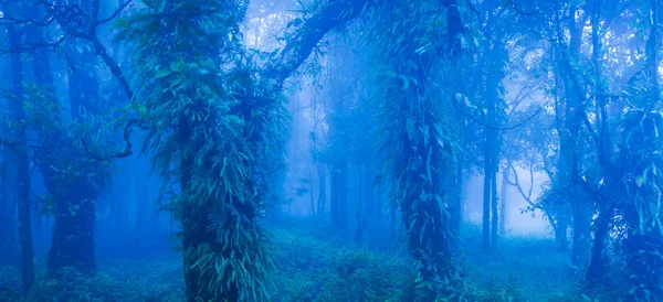 Mystic Alberi Secolari Blu Foresta Nebbiosa Lussureggianti Piante Tropicali Nel — Foto Stock