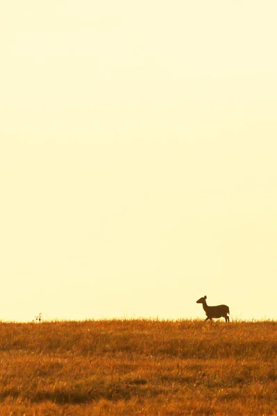 Honhjort Som Går Grässlätten Skymningen Vackra Solnedgångs Himmel Bakgrunder Phukhieo — Stockfoto
