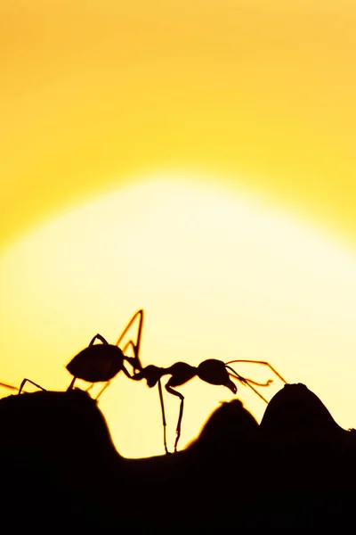 Magical scene of Green Ants walking in a vine on summer dusk, art shape of ants against golden sunset in the background. Social communication concept.