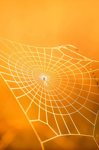아침에 이슬이 맺히는 마법같은 거미줄 황금빛 거미줄 투명하고 반짝이는 자연적 — 스톡 사진
