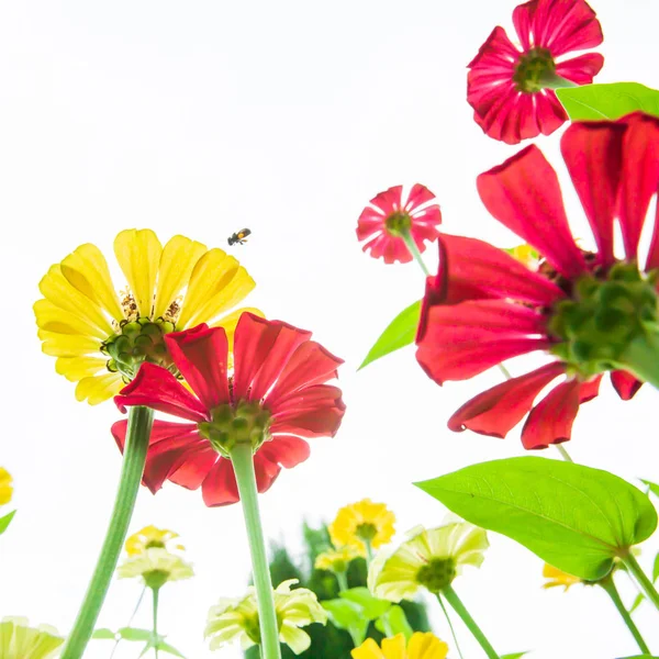 Blühende Bunte Blumen Und Honigbienen Sammeln Pollen Auf Gelben Blüten — Stockfoto