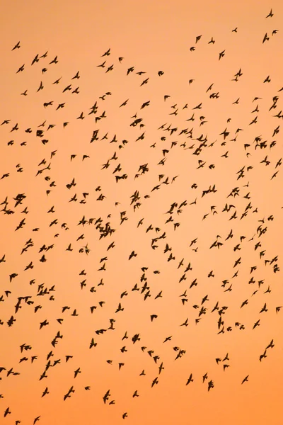 Magical Flocks Large Cuckoo Shrike Flying Sunset Sky Migratory Wild — Stock Photo, Image