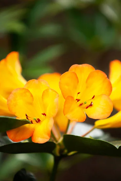 春の美しいオレンジ色のシャクナゲの花 ぼやけた影の背景に対するオレンジ色の花の明るい花弁 — ストック写真