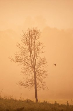 Phukhieo Vahşi Yaşam Sığınağı, Tayland 'da yaz mevsiminde sisli ve çıplak tropikal ağaçların sanat biçimi olan sisli ormanda uçan tanımlanamayan siyah bir kuş..