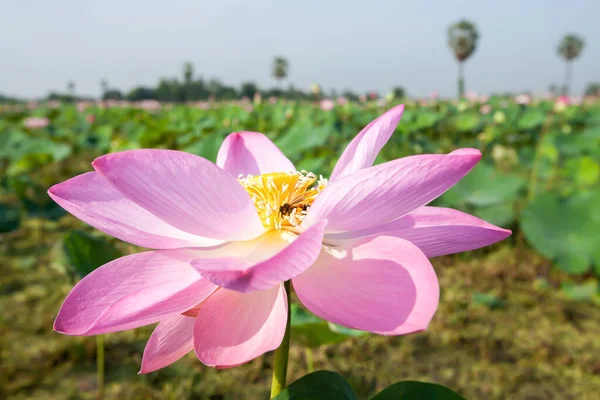 Eine Kleine Honigbiene Sammelt Sommer Pollen Auf Rosa Seerose Einem — Stockfoto