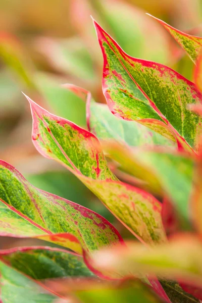 Kolorowe Aglaonema Siam Red Chiński Evergreen Tropikalnym Żłobku Jasne Piękne — Zdjęcie stockowe