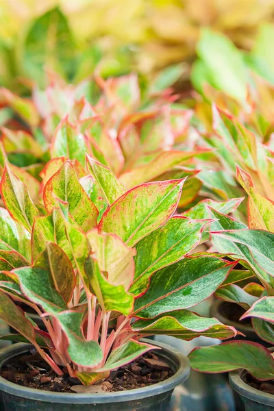 Bunga Spathe Dari Aglaonema Siam Red Chinese Evergreen Sebuah Pembibitan — Stok Foto