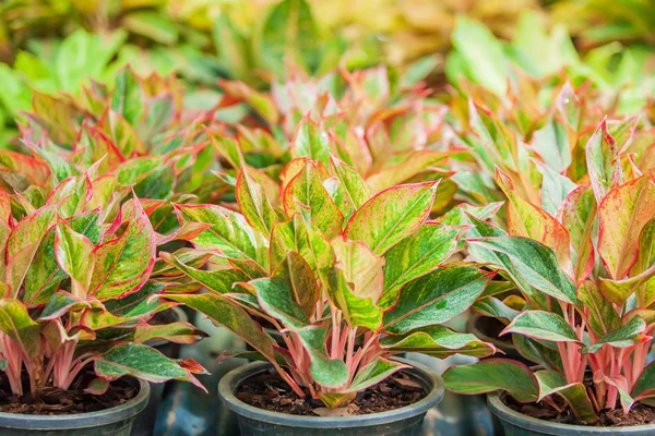 Aglaonema Siyam Kırmızısı 'nın (Chinese Evergreen) tropikal bir fidanlıkta yetişen, yemyeşil ve güzel yapraklar, pembe, kırmızı ve yeşil renkler. Seçici odak.