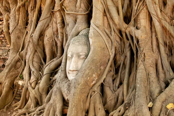 Starożytny Piaskowiec Kamieñ Głowa Buddy Wizerunek Banyan Korzeniu Drzew Phra — Zdjęcie stockowe