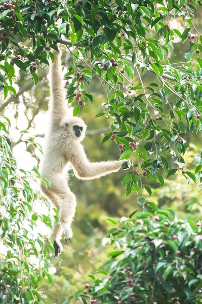 Gibbon Lar Gibbon Mains Blanches Nourrissant Sur Figuier Fruits Mûrs — Photo