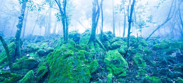 Mystic Antica Foresta Tropicale Nella Nebbia Blu Fantastico Muschio Verde — Foto Stock