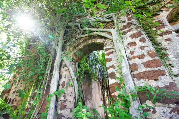 Vieux Banyans Recouvraient Ancien Mur Briques Arc Maison Ruine Soleil — Photo