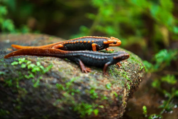 Twee Himalaya Salamander Steen Oertropisch Bos Fantastische Twee Himalaya Salamander — Stockfoto