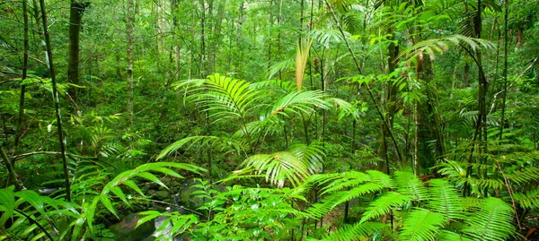 Pure Tropische Bos Regenachtige Ochtend Weelderige Gebladerte Van Planten Wilde — Stockfoto