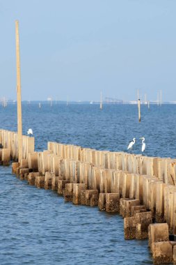 Beton bir dalgakırana tüneyen bir kıyı kuşu sürüsü kıyı şeridini dalgaların gücünden korur. Ban Khun Samut Çene Köyü, Tayland. İklim değişikliği kavramı.