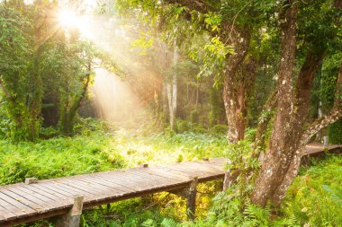 Sabahları bataklıktan geçen sakin bir tahta kaldırım. Parlayan güneş yağmur ormanlarında parlıyor. Yaz sabahı tahta bir kaldırımda. Talay Ban Ulusal Parkı, Tayland.
