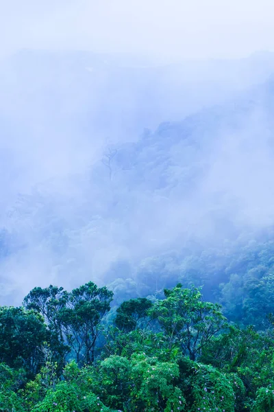 Дивовижні Краєвиди Первісного Лісу Голубих Туманних Свіжих Диких Квітах Тлі — стокове фото
