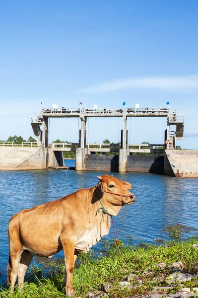 Brown Cow Feeding Front Concrete Spillway Hot Summer Day Agriculture — Stock Photo, Image