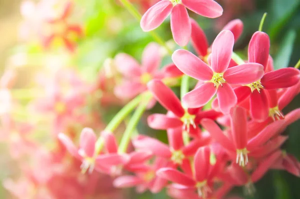 Primer Plano Flores Flor Rangoon Enredadera Verano Dulce Colorido Flores — Foto de Stock