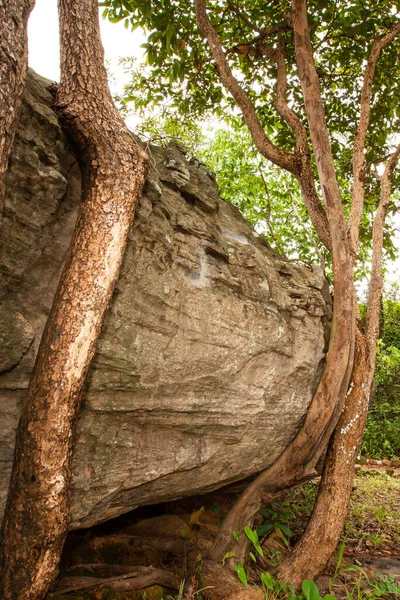 Дикі Дикі Дерева Ростуть Стародавньому Великому Камені Фантастичні Дикі Дерева — стокове фото