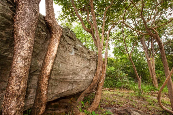 Μαγικά Άγρια Δέντρα Που Αναπτύσσονται Στην Αρχαία Μεγάλη Πέτρα Φανταστικά — Φωτογραφία Αρχείου