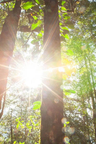 Магічний Вічнозелений Ліс Світанку Сяє Сонце Через Епіфіти Тропічні Рослини — стокове фото