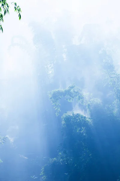 Egy Csendes Bambuszerdő Kék Ködben Lágy Napfelkelte Ragyog Bambuszfák Ágain — Stock Fotó