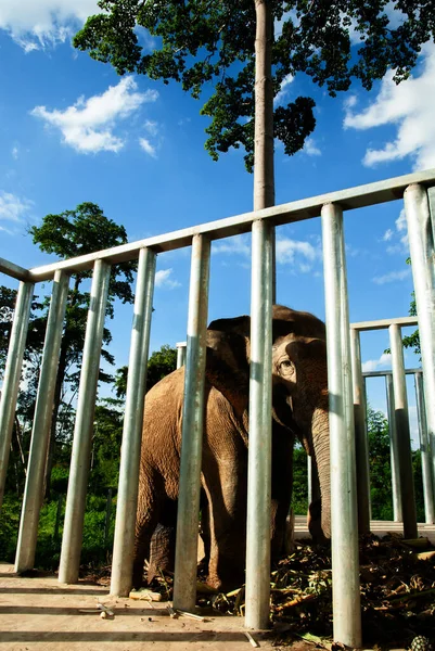 Азиатский Слон Питающийся Кучей Спелых Ананасов Забором Нержавеющей Стали Дикий — стоковое фото