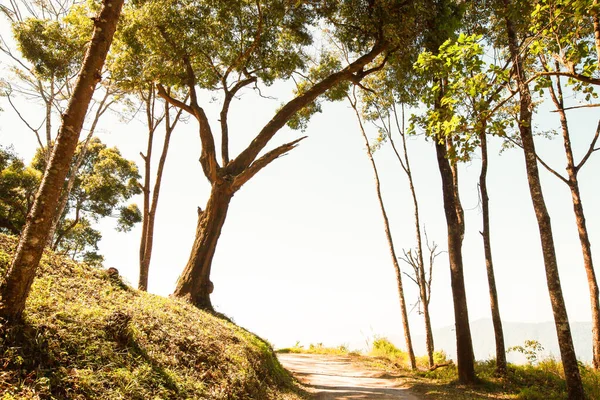 Camino Tierra Tranquilo Una Montaña Alta Mañana Verano Camino Vacío —  Fotos de Stock