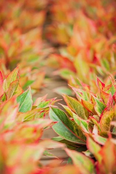 Aglaonema Berwarna Siam Red Chinese Evergreen Dalam Pembibitan Tropis Daun — Stok Foto