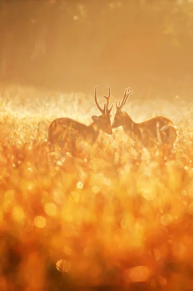 Dois Machos Veados Hog Lutando Campo Nebuloso Bokeh Mágico Orvalho — Fotografia de Stock