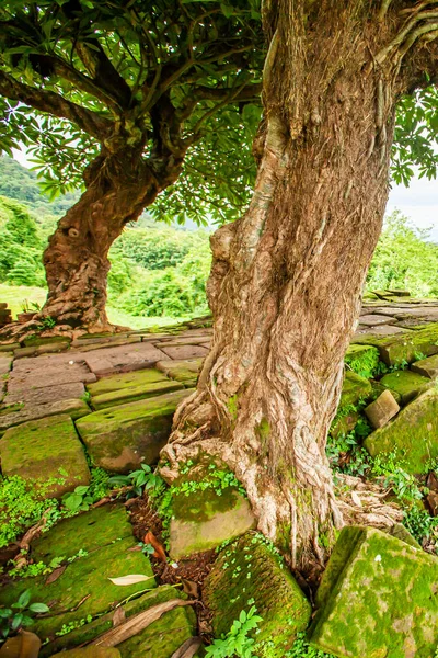 Старі Дикі Дерева Ростуть Стародавньому Дамбі Ват Лаос Ват Зруйнований — стокове фото