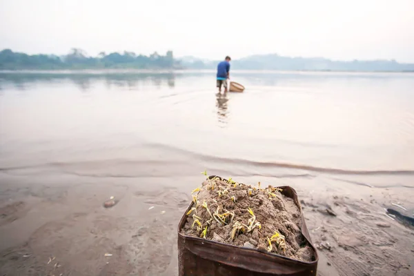 Egy Ázsiai Férfi Aki Bambuszkosárban Mossa Mangbab Csírákat Mekong Folyóban — Stock Fotó