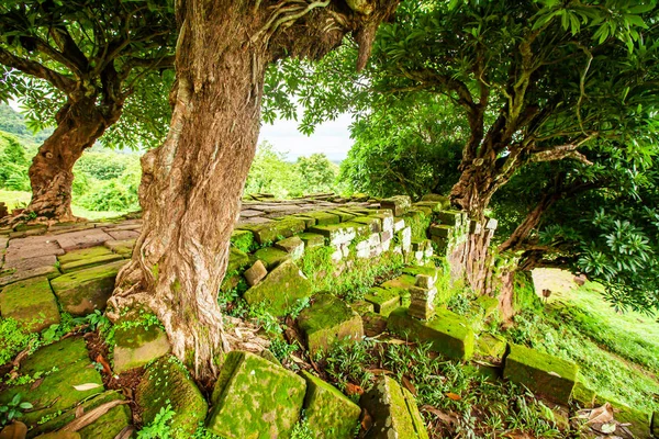 Árvores Selvagens Velhas Que Crescem Causeway Antigo Vat Phou Laos — Fotografia de Stock