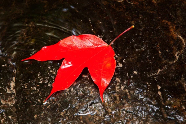 Berwarna Daun Maple Merah Pada Sebuah Coretan Musim Gugur Mengkilap — Stok Foto