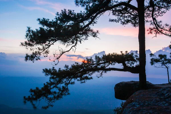 一种古老的松树 生长在冬季黄昏的悬崖上 松树枝条的艺术形状 在泰国府克拉当国家公园风景如画 — 图库照片