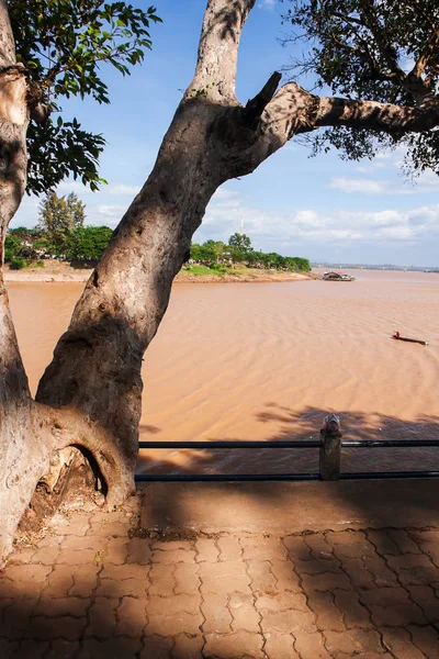 Antico Albero Tropicale Che Cresce Sulla Riva Del Fiume Mekong — Foto Stock