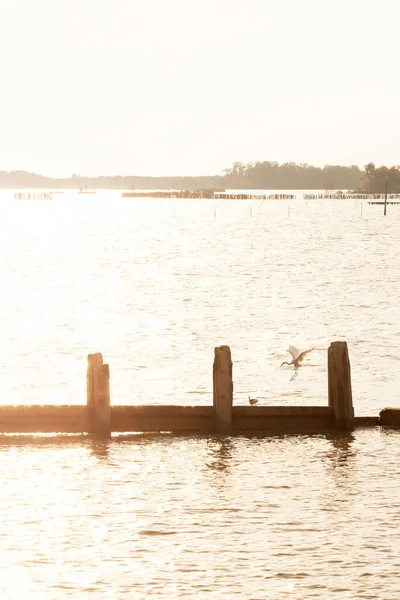 Отара Морських Птахів Сидять Бетонній Воді Під Час Заходу Сонця — стокове фото