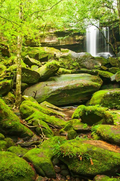 Ravina Tropical Antiga Com Cachoeira Manhã Verão Musgo Fresco Líquen — Fotografia de Stock