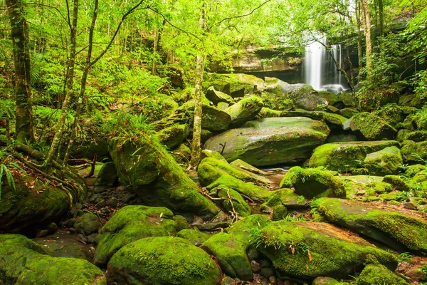 Yaz sabahları şelaleli eski tropik vadi, kayalarda taze yosun ve yosun, vahşi ağaçların yemyeşil yaprakları. Phu Kradueng Ulusal Parkı, Tayland. Uzun pozlama.
