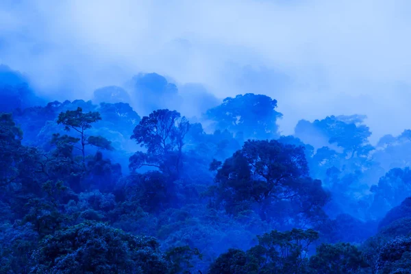 Повітряний Вид Давнього Тропічного Лісу Синьому Туманному Фантастичному Мистецтві Форми — стокове фото